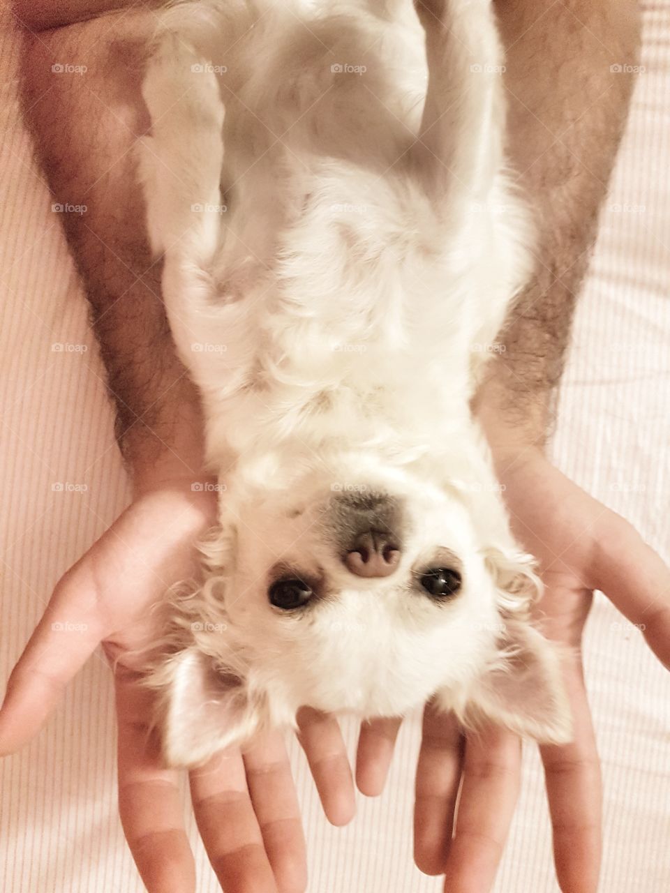 White chihiahua dog in hands
