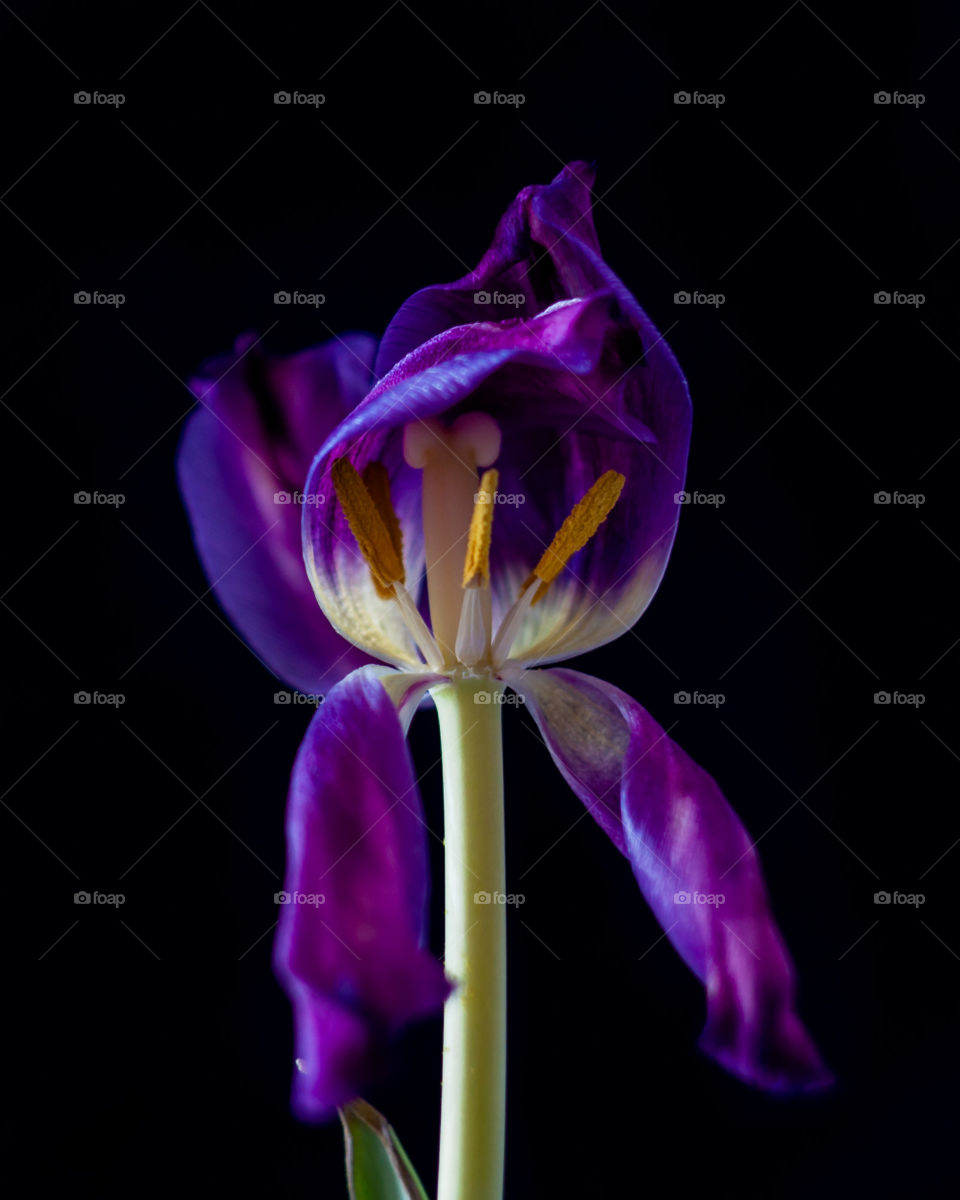 Fading tulip