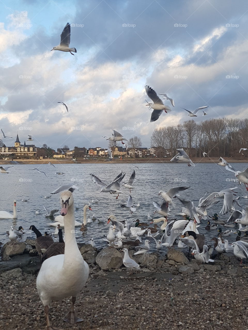 Tiere am Rhein Bonn