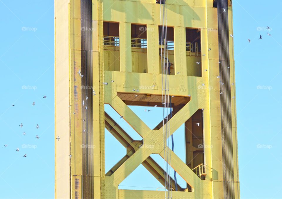 a golden bridge and a flock of birds flying over head on the riverfront in Sacramento California