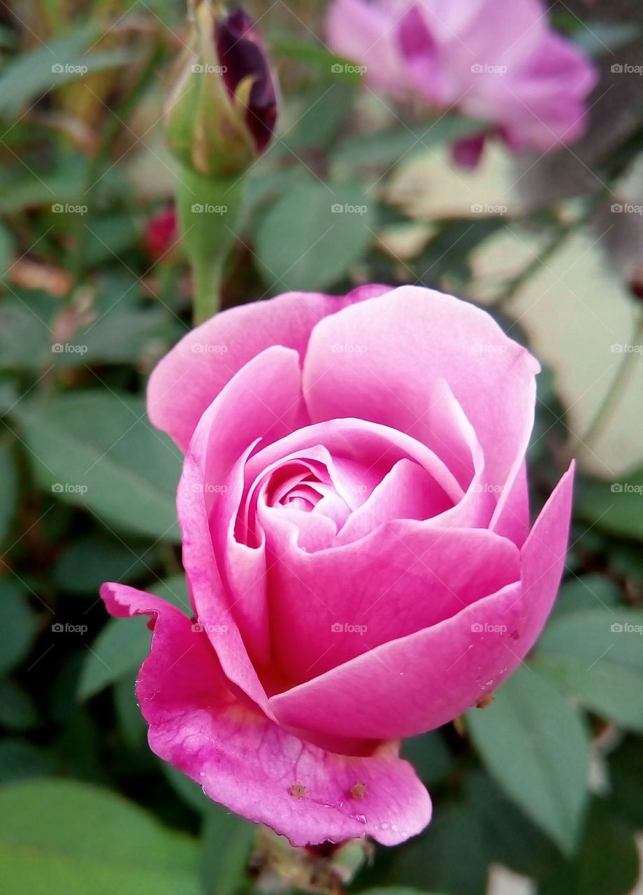 lovely rose