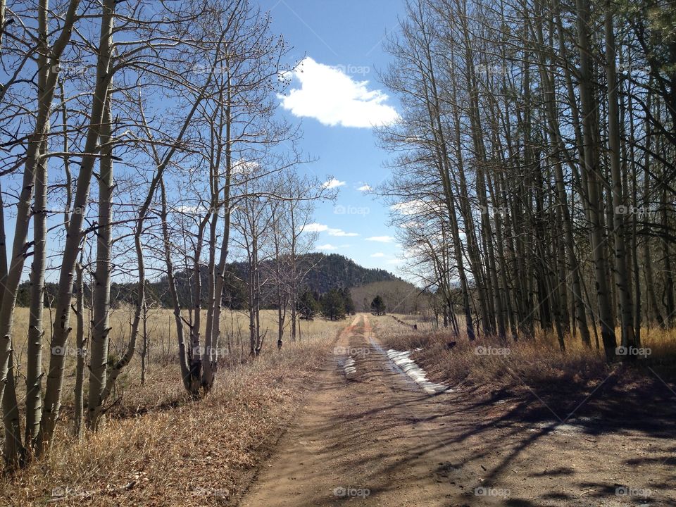 Mountain path through aspen grove in winter 