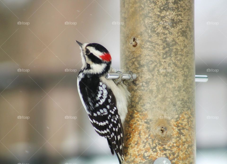 circle or spots on birds feather
