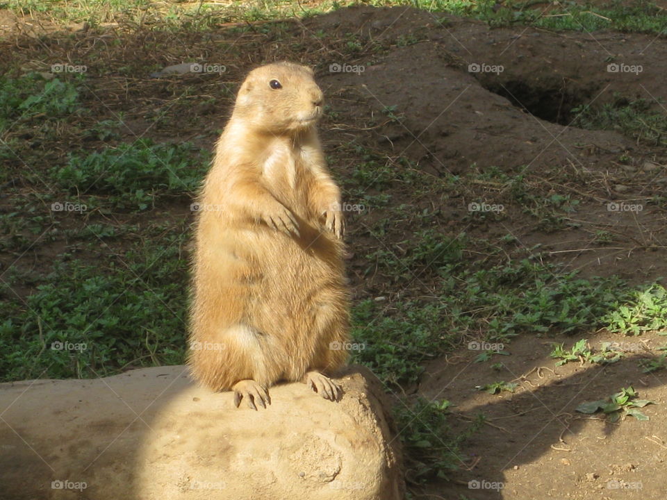 Prairie Dog