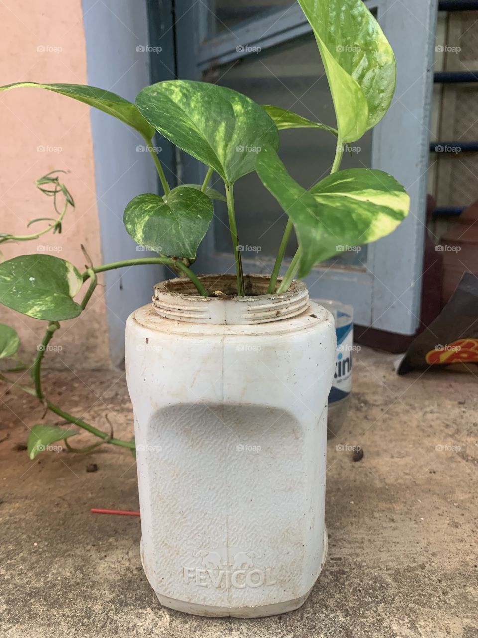 Fevicol pot building the Eco system 