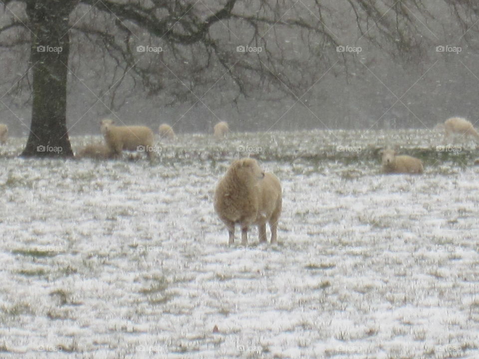 Sheep In The Snow