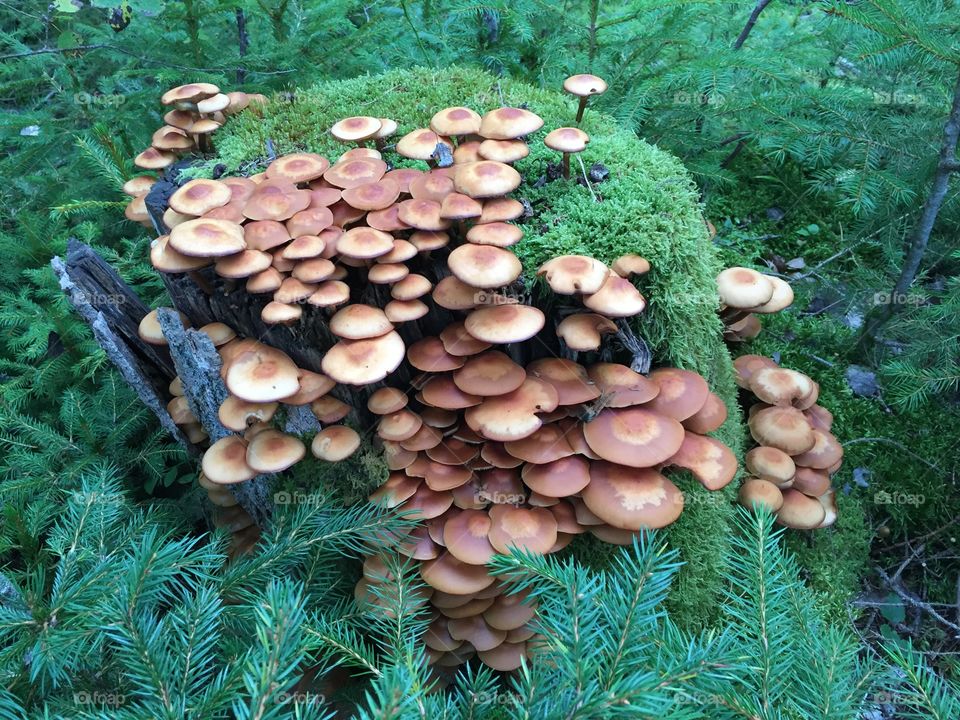 Close-up of stump mushrooms in forest