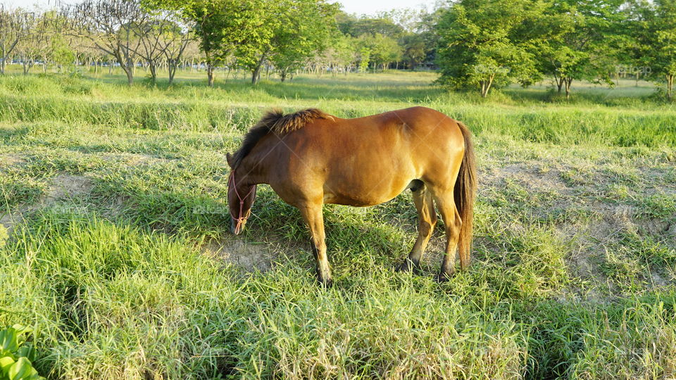 Horse  at the grass field 