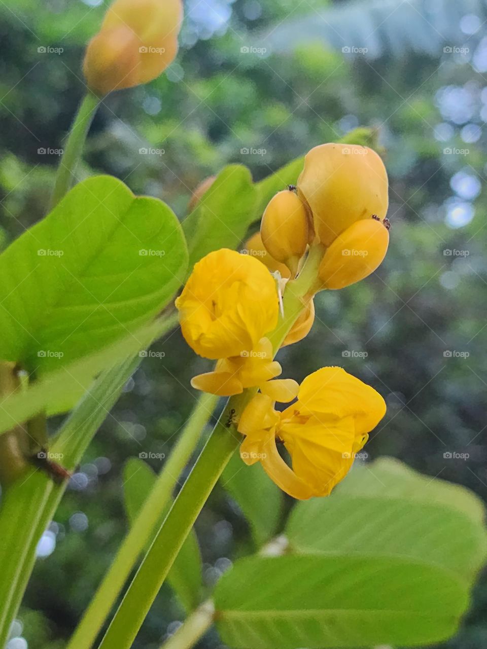 King of the forest blooms