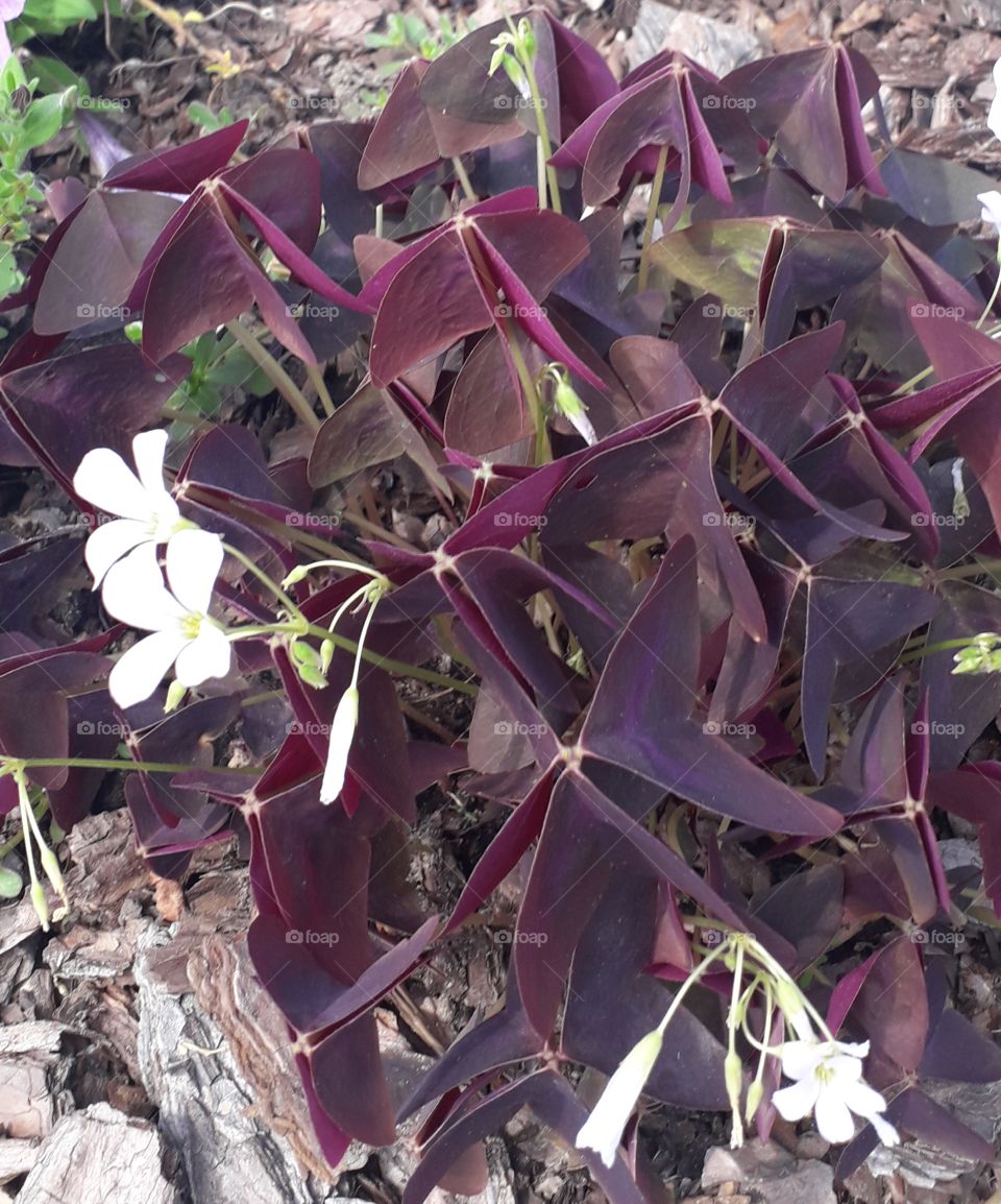 Purple oxalis