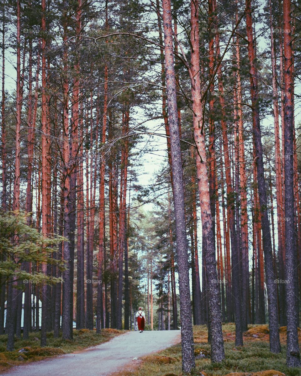 Tall trees in forest