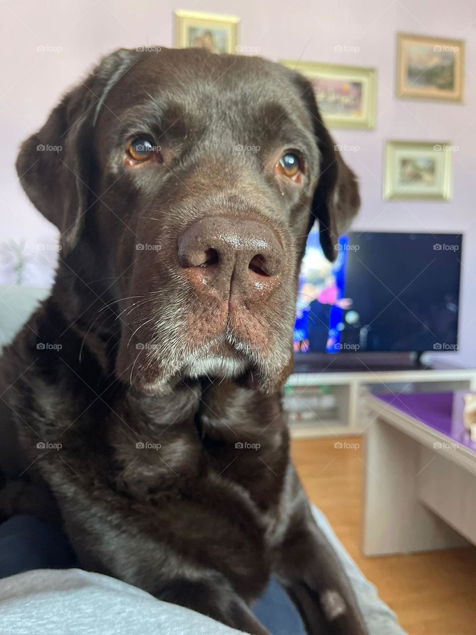 Chocolate labrador called Happy