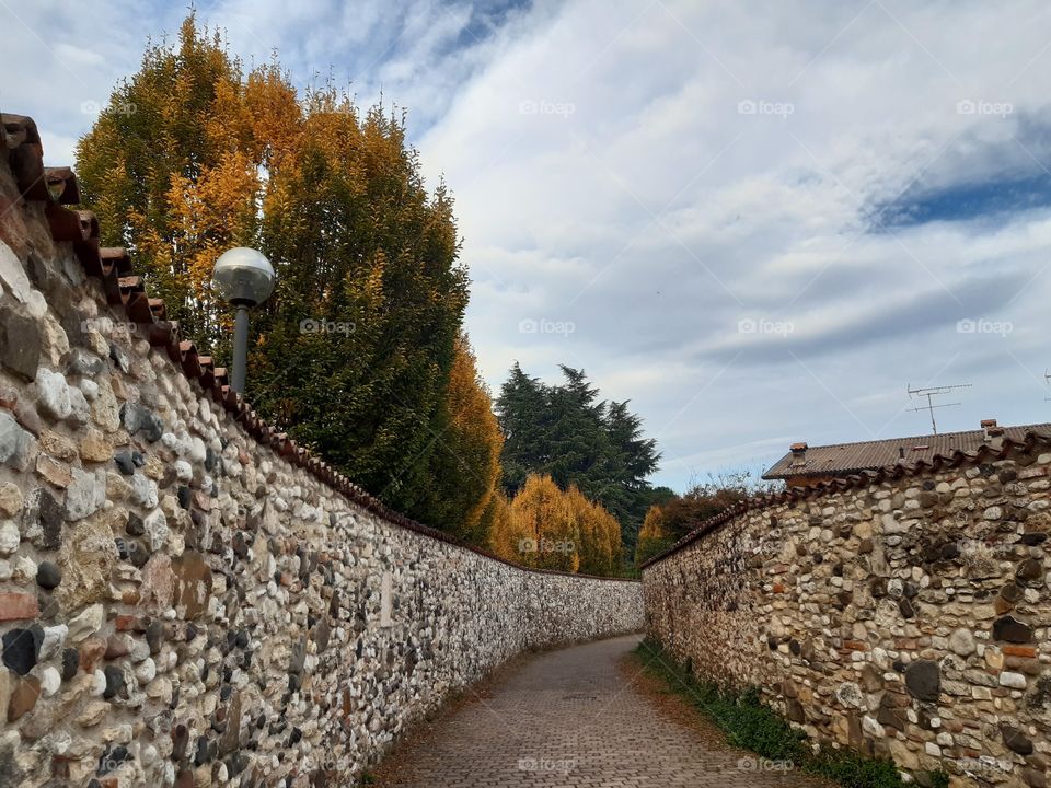 street in autumn with yellow trees