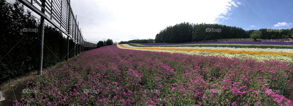 Flower fields 