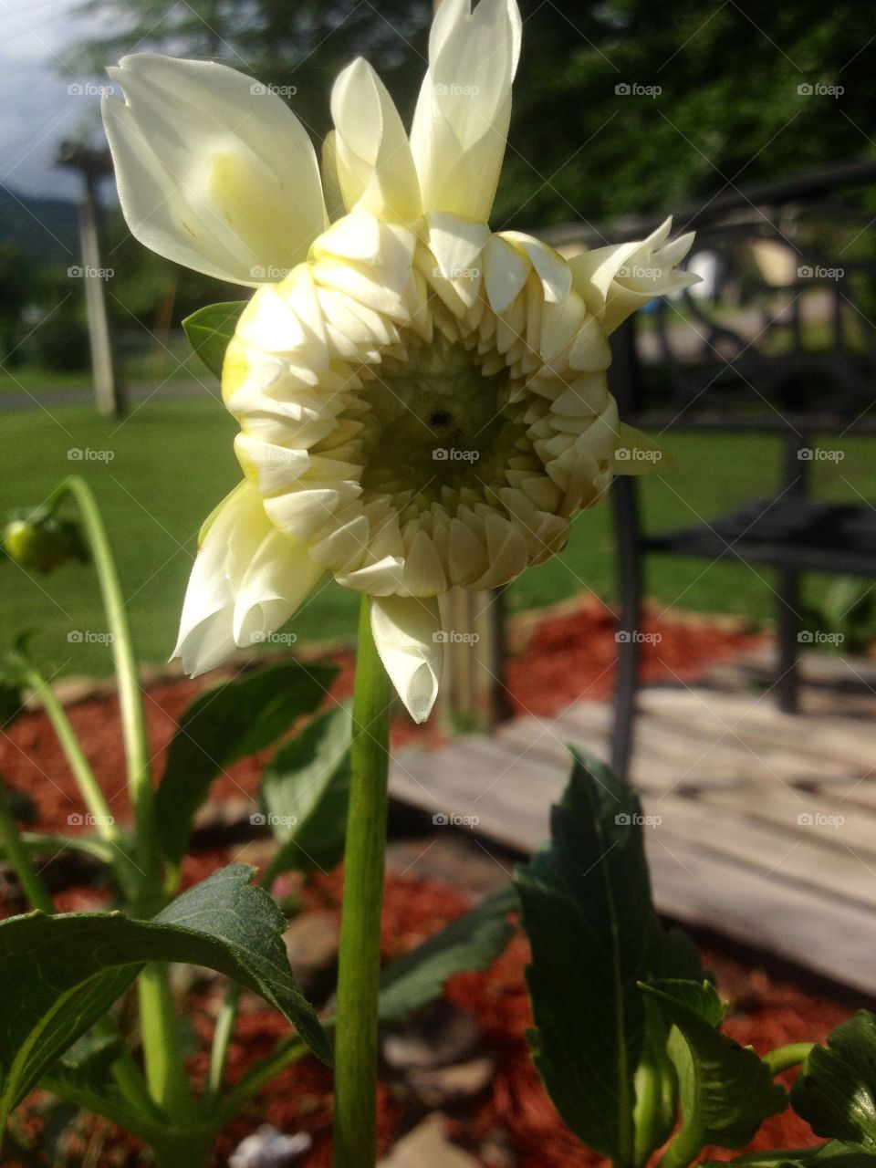 White Flower Bloom 