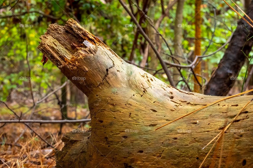 Textures of the forest. Raleigh, North Carolina. 