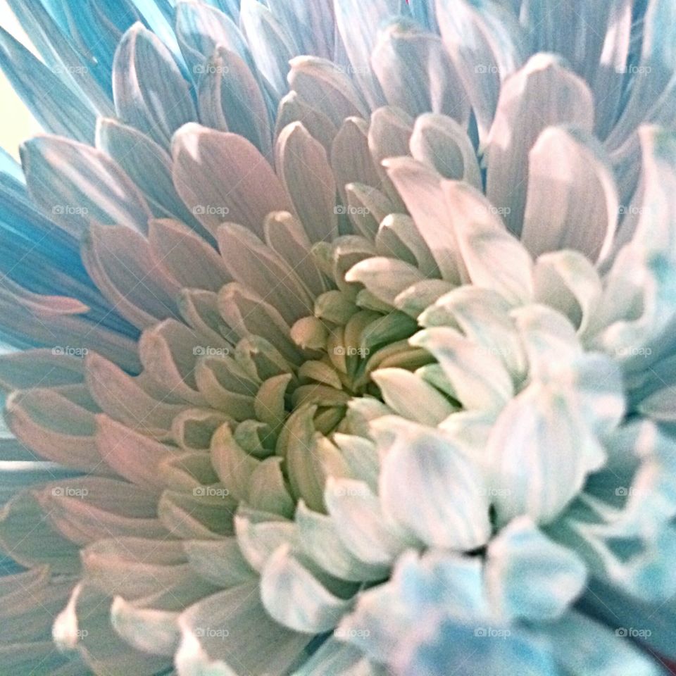 Textured chrysanthemum