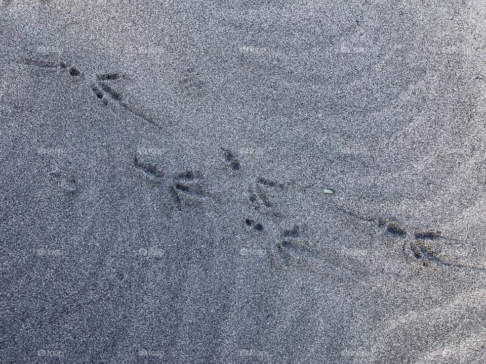 Bird footprint