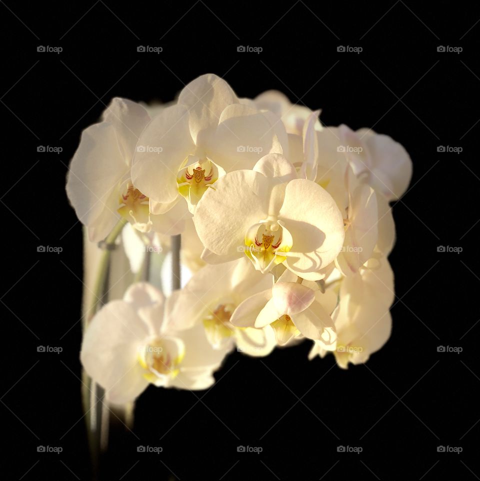 Big white orchid 