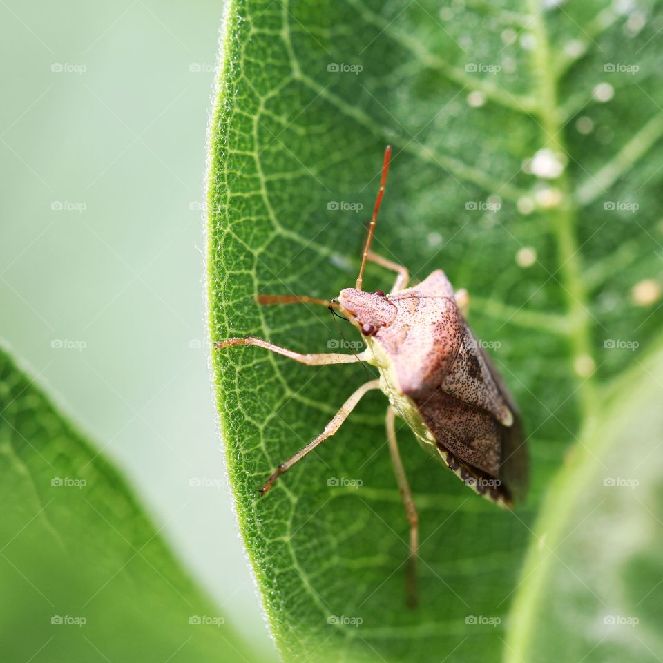 Stink bug