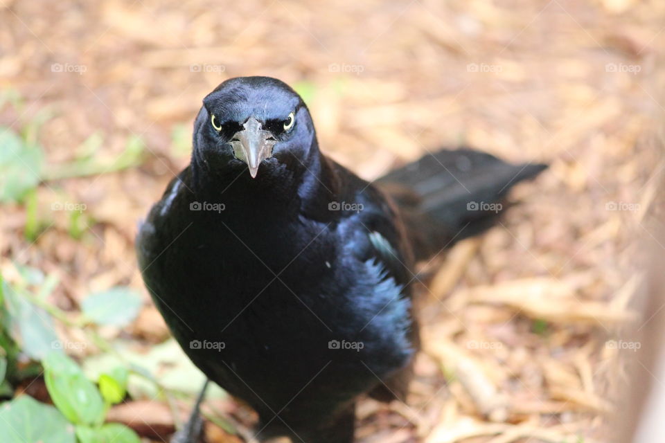 Staring Black Bird