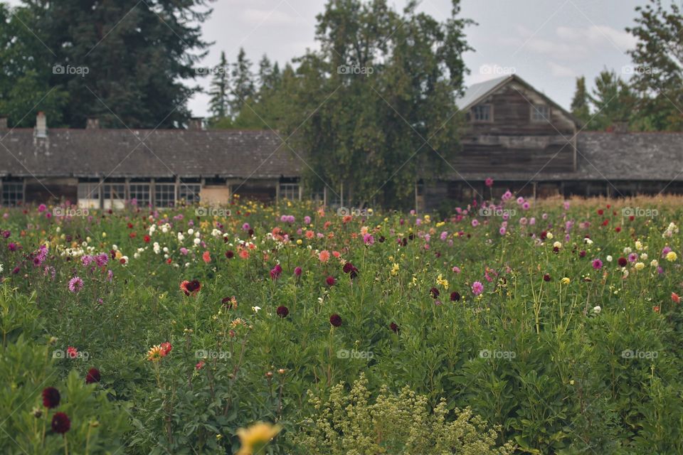 dahlia field