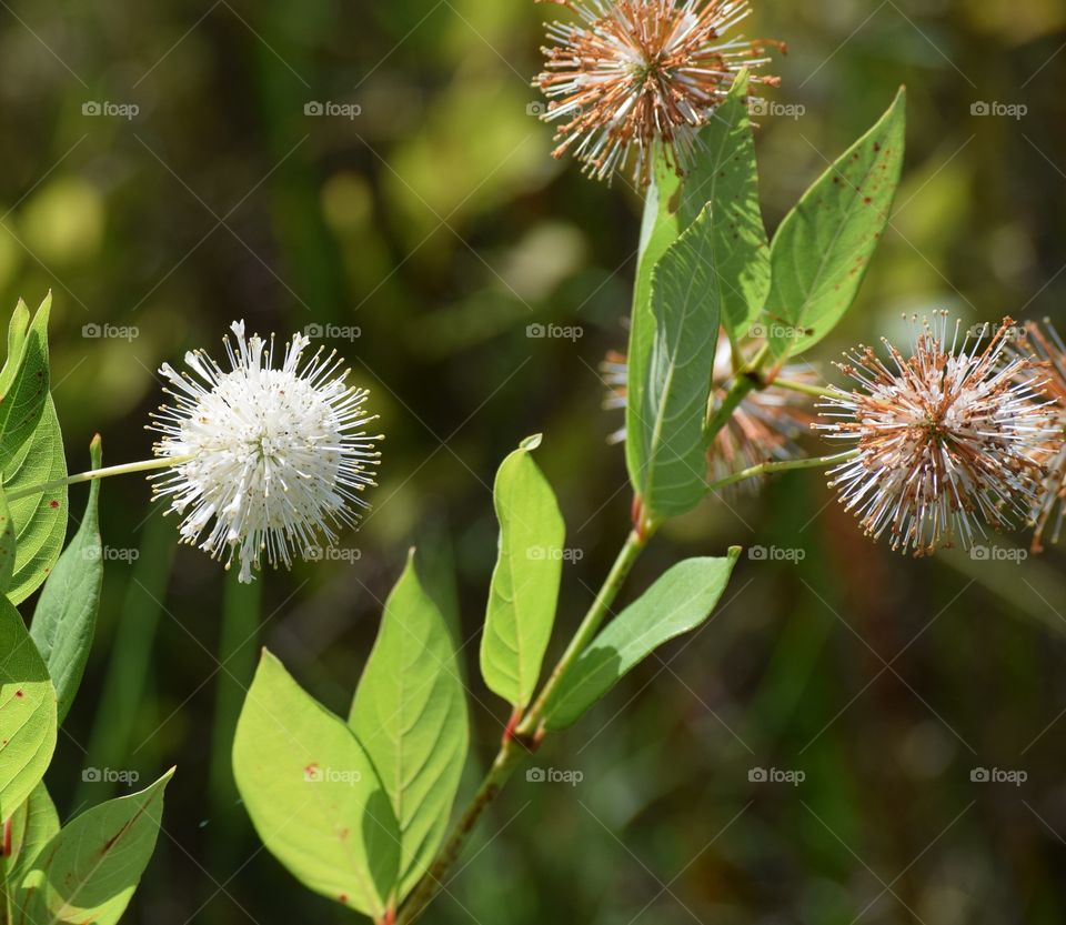 Cool looking plants down by the lake.