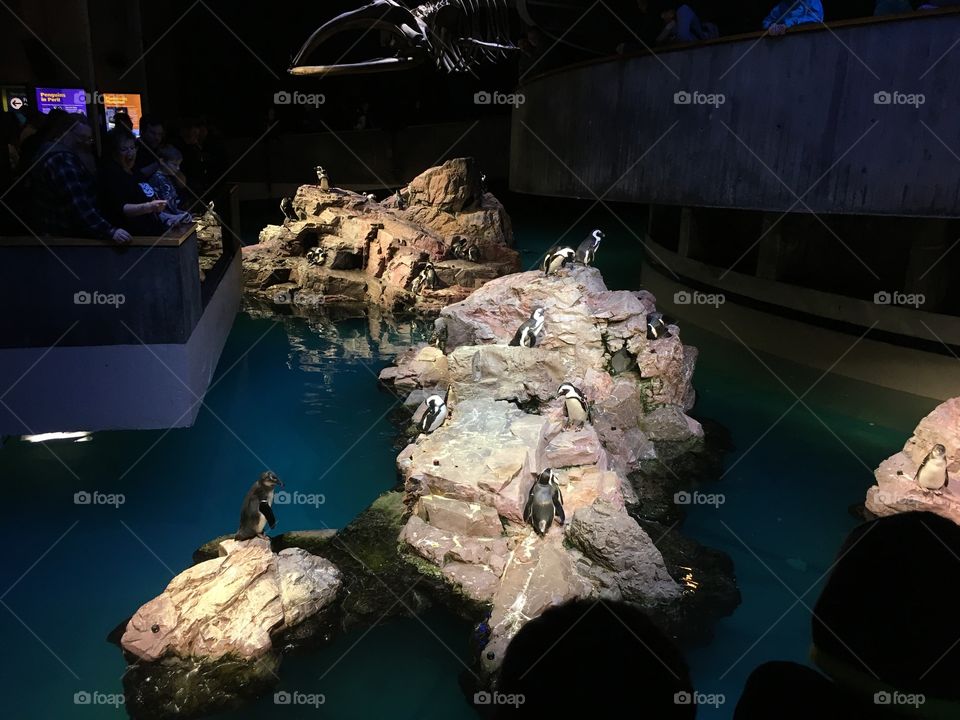 Penguins at New England Aquarium 