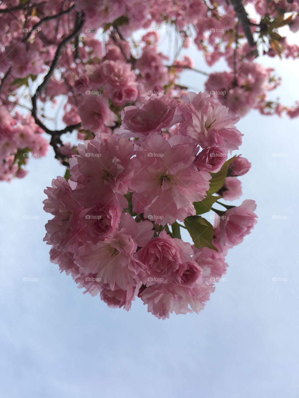 Blossoms in CT in early May