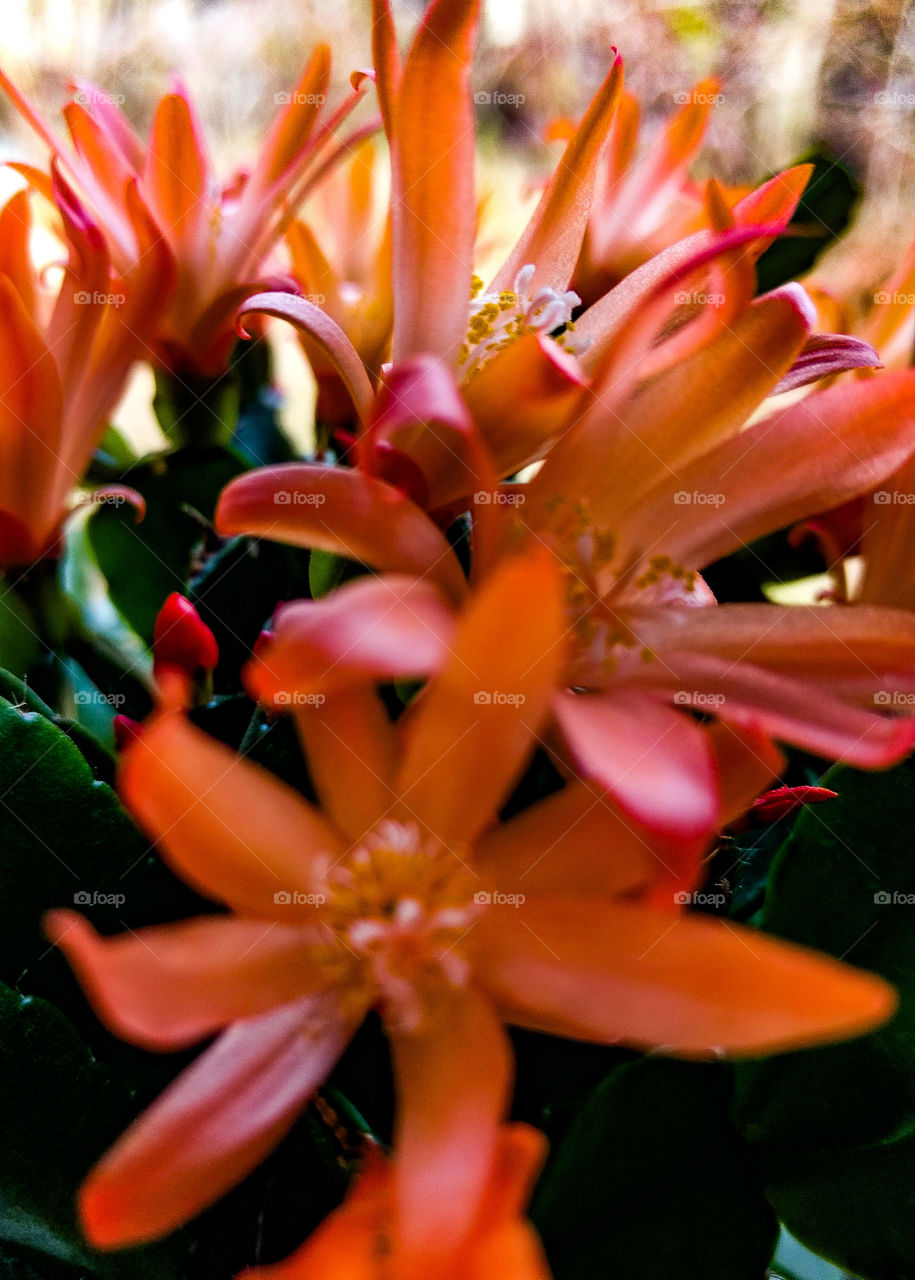 Close-up of a orange flower