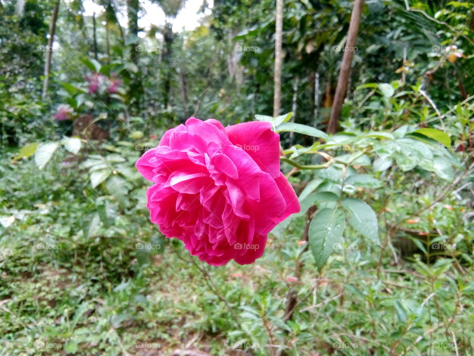 big rose flowers