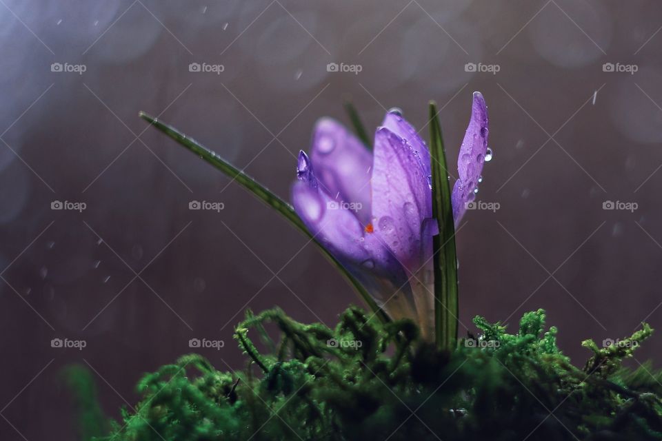 spring flower crocus purple color