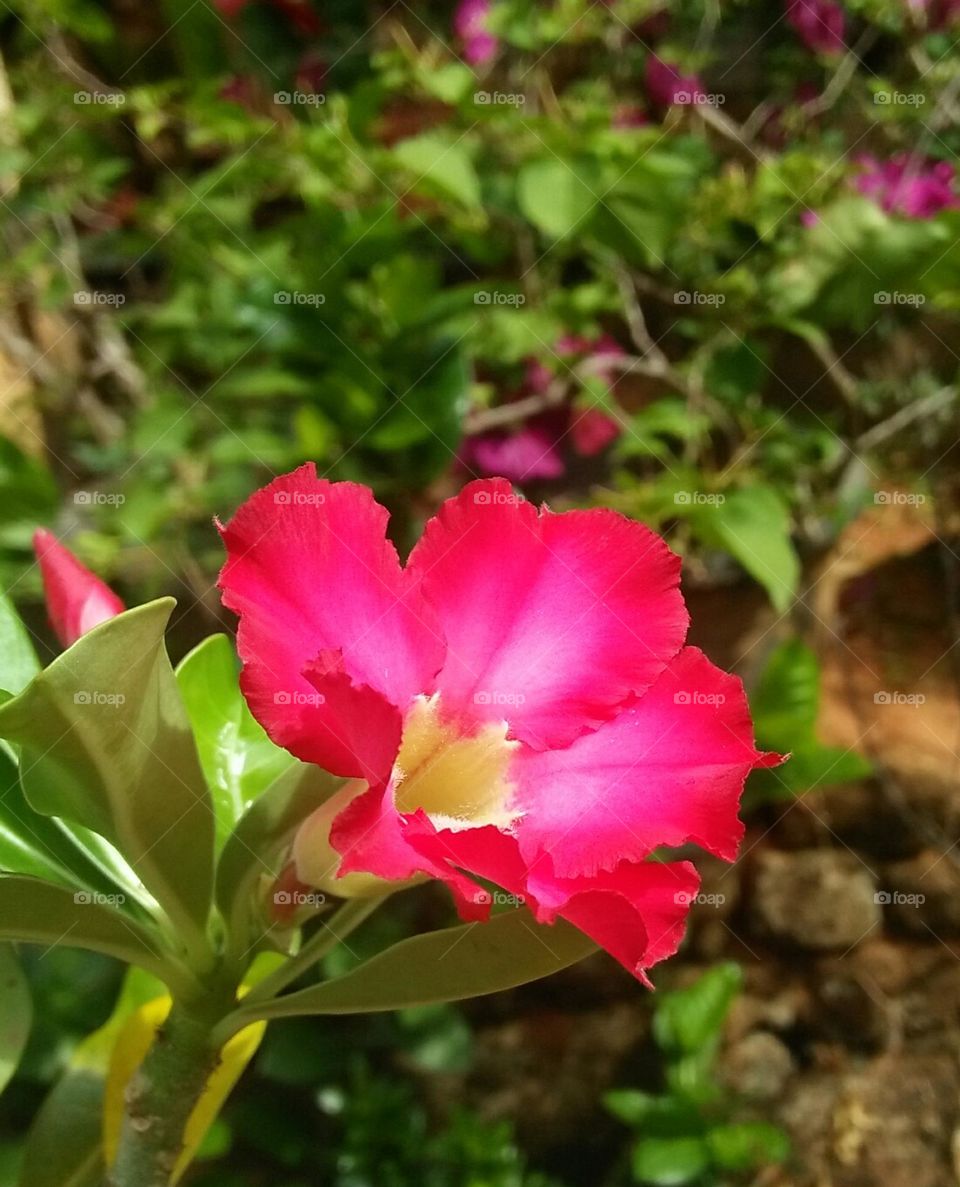 garden flowers captured