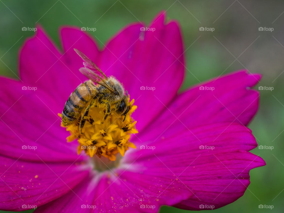 Bee macro world