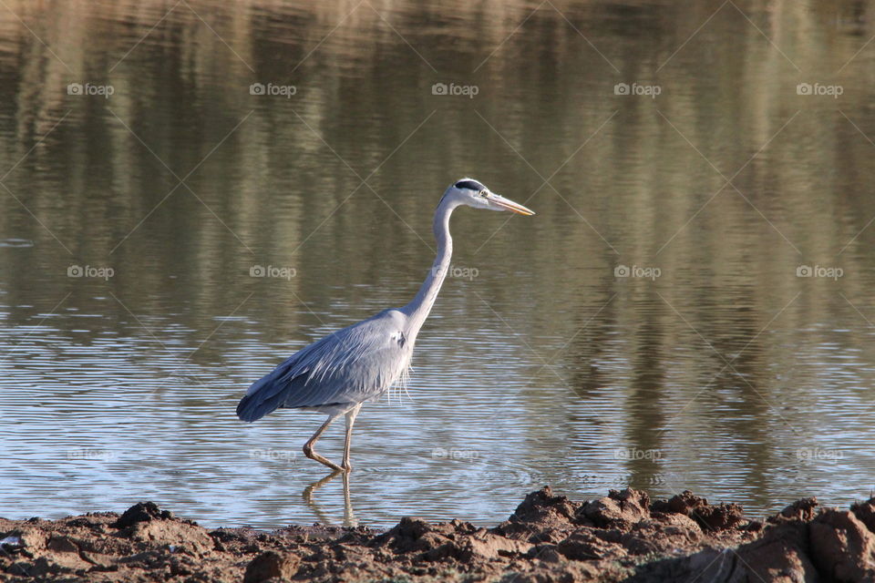 Grey heron