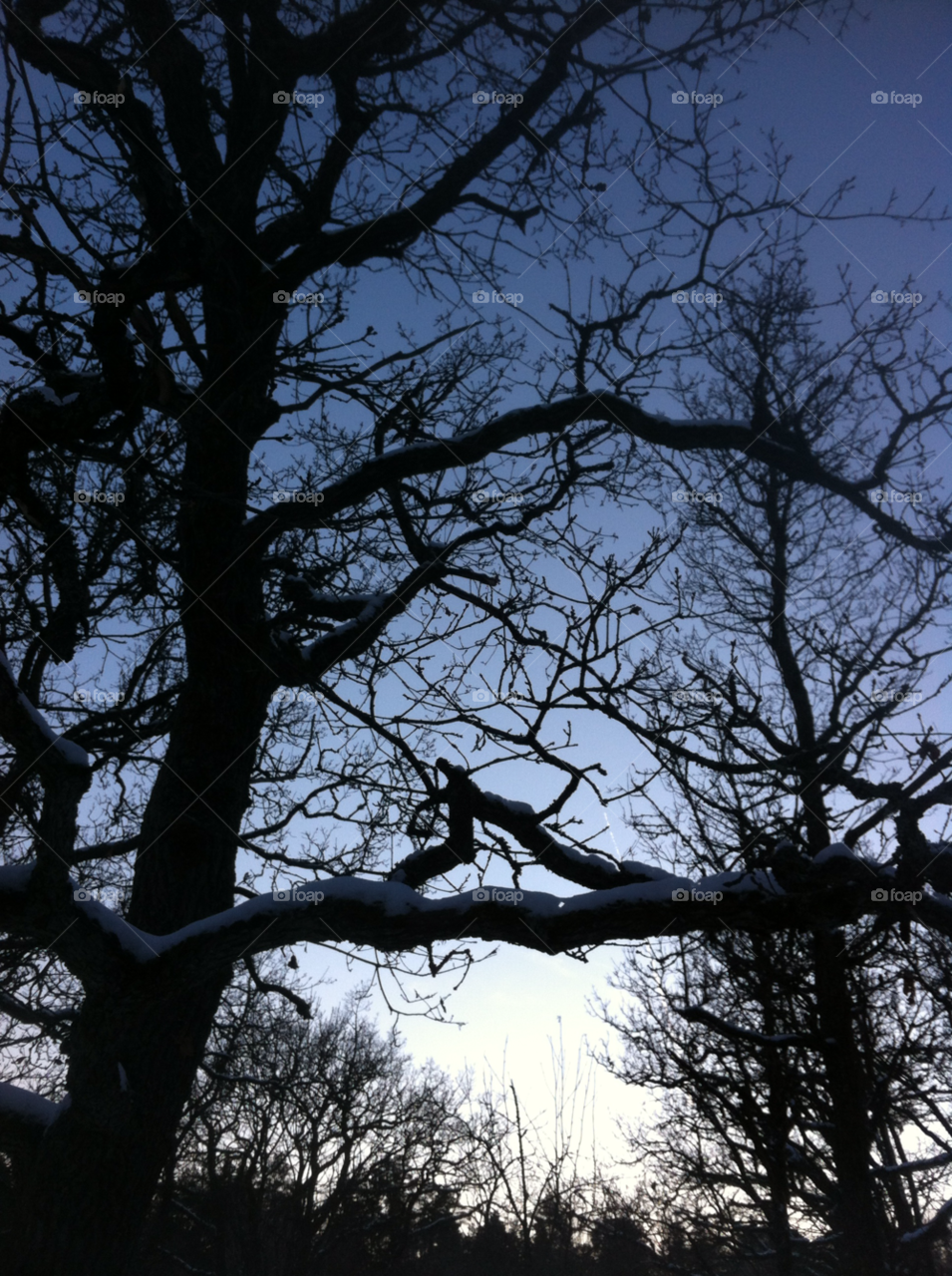 bagarmossen stockholm winter tree blue sky by marit.anteskog