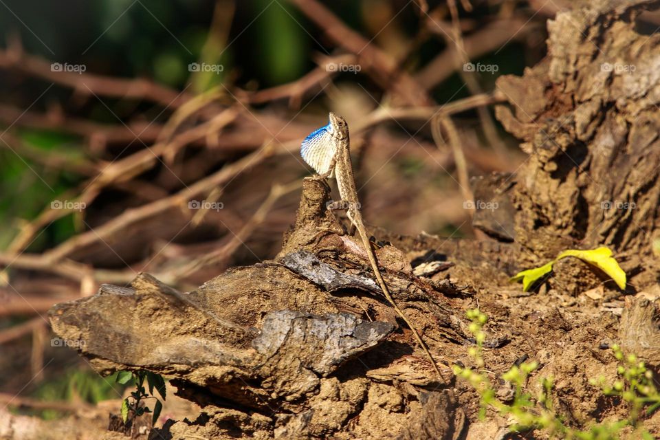 A timing shot of fan throated lizard who is giving me a warning that i shouldnt cross his safe line