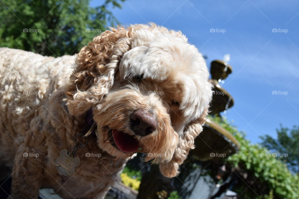 Cockapoo smile