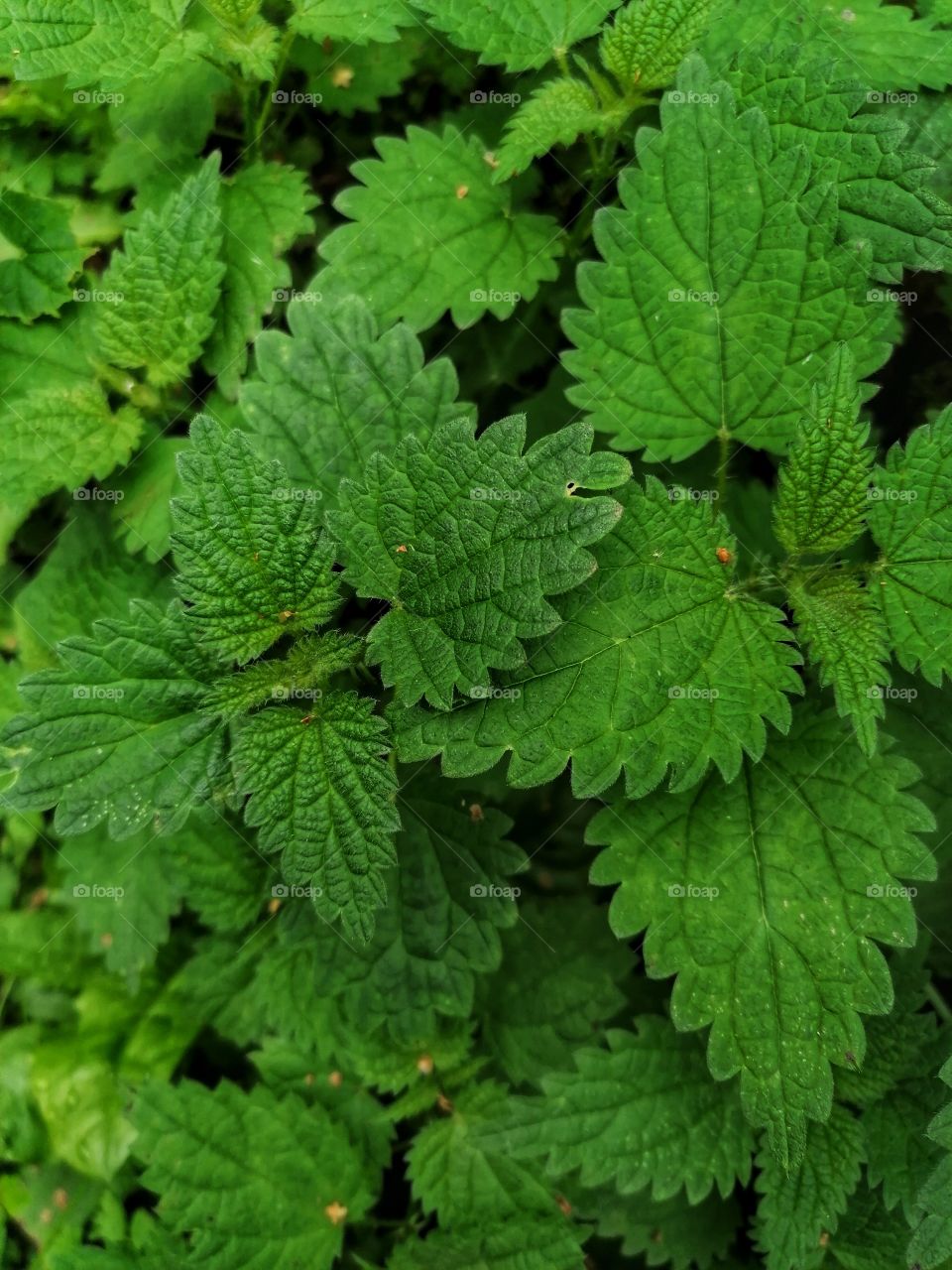 Nettle is a perennial herb with a burning leaf.