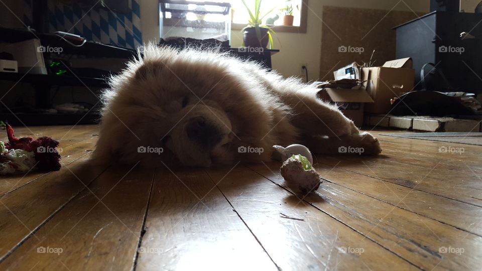 Resting Chow Chow