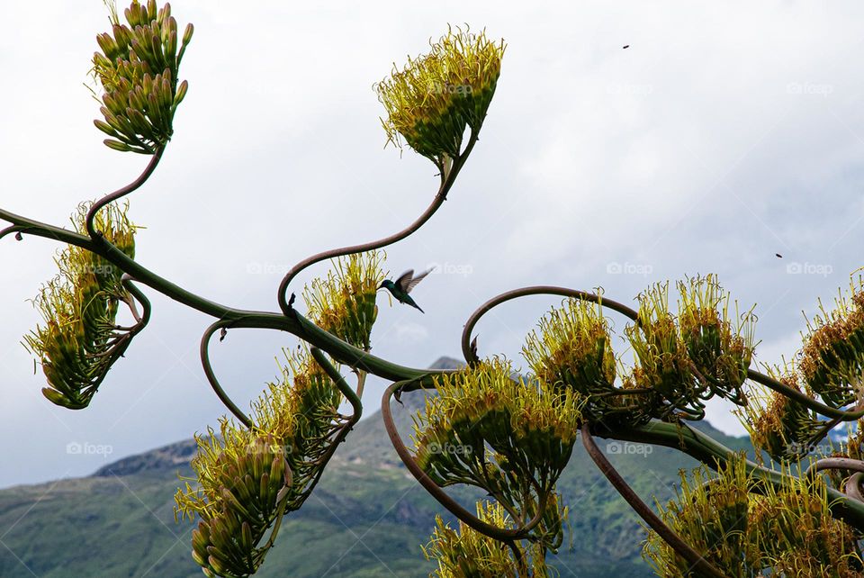Hummingbird sucking néctar from flowers