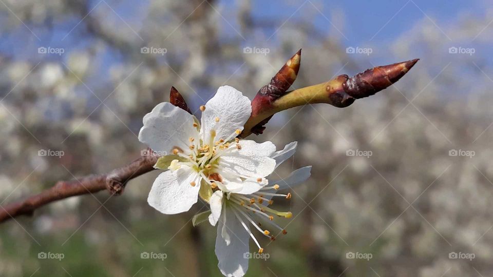 kirschblüte cherry blossom