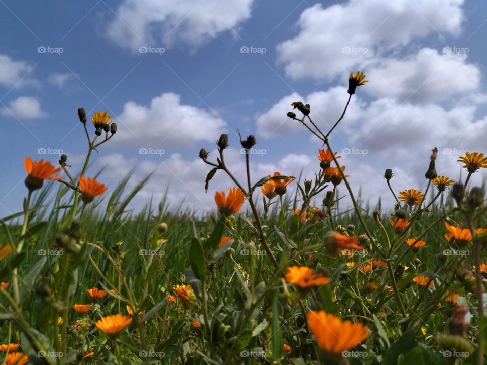 set down in serenity