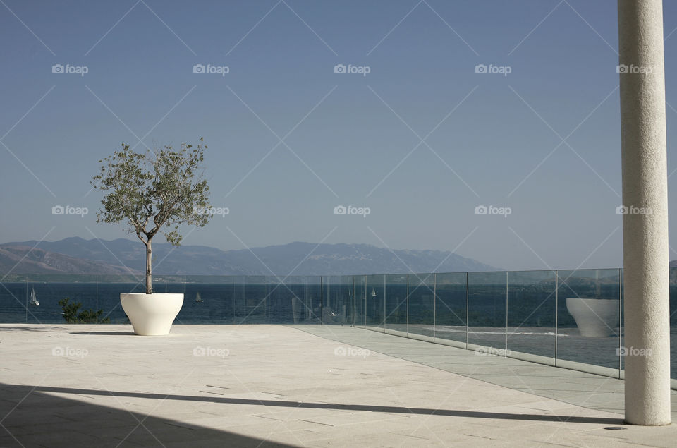 olive tree on a big terrace. olive tree in a big pot on a large hotel terrace