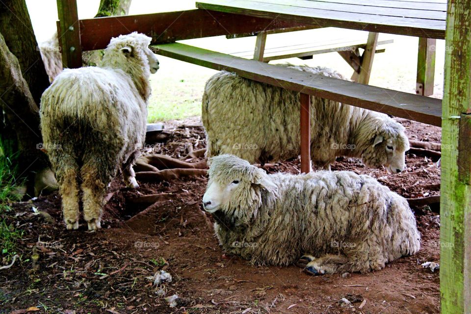 Sheep, Mammal, Livestock, Farm, Animal