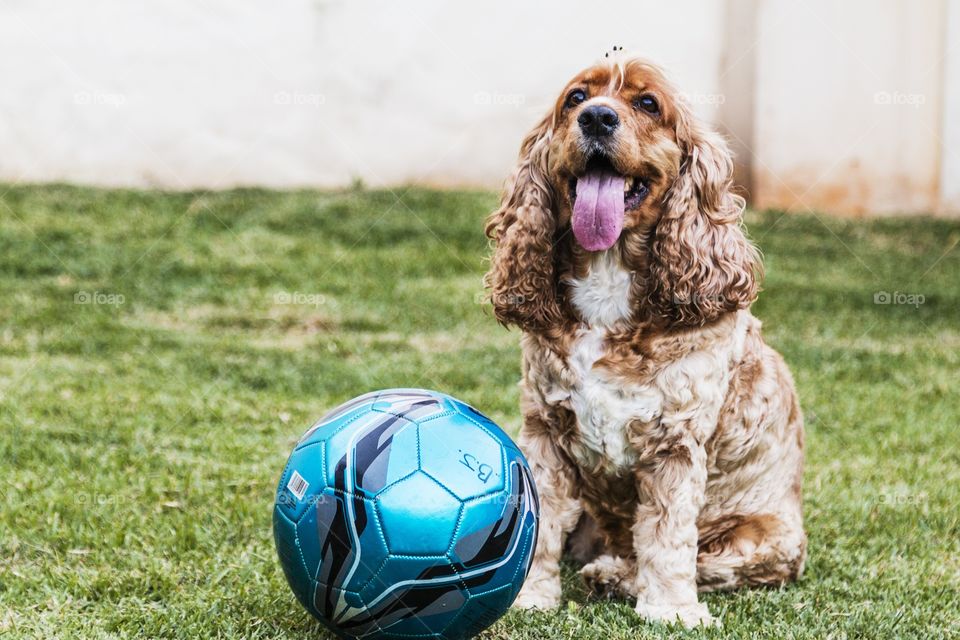 Dog and ball