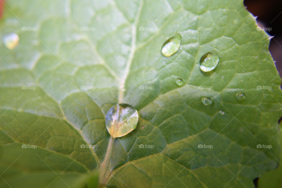 green macro water leaf by leonbritton123