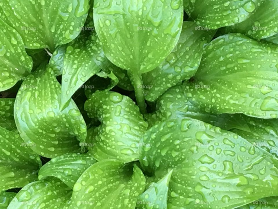 Green hostas plants with rain drops 