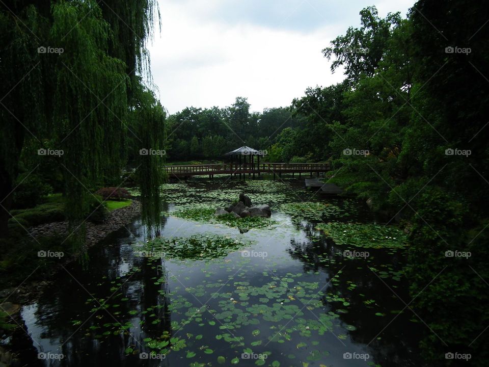 pond in Japanese garden