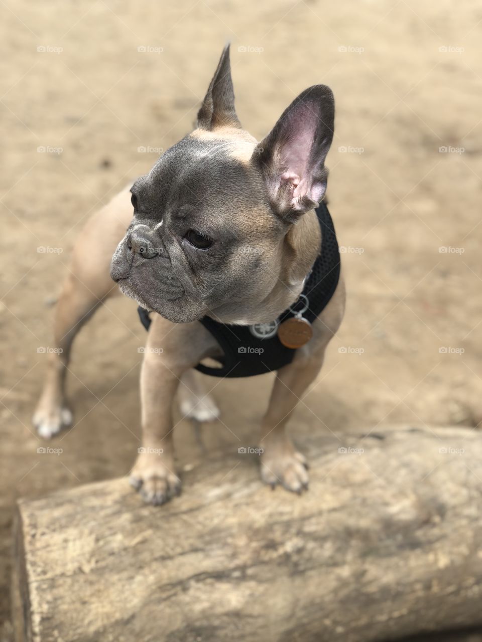 My french bulldog puppy at the dog park ready to play 